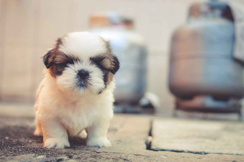 Spirit Chronicles: Bringing Macy&nbsp;Home