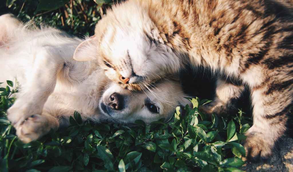 Daily Bread: Dogs and Cats Go to Heaven