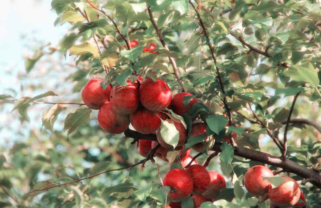 Living a Fruitful Life