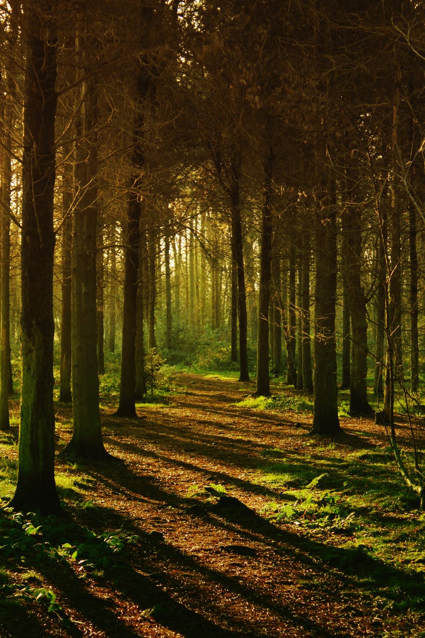 Spirit Chronicles: The Whistler In the Woods