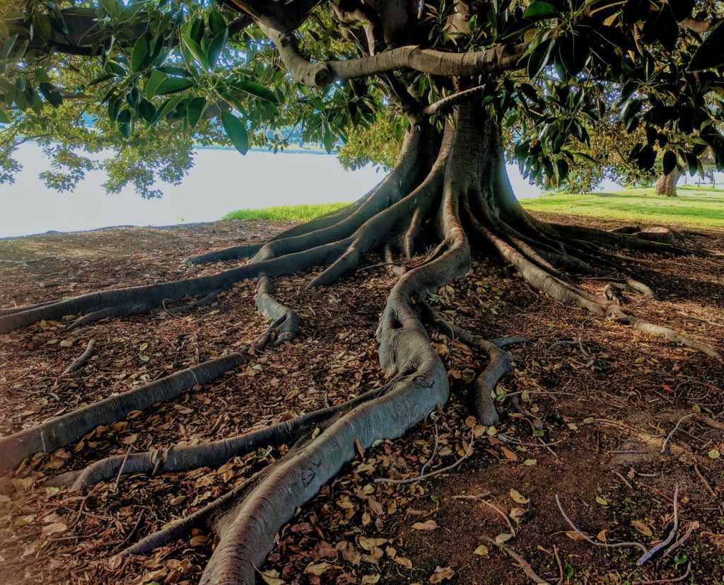 Faith- Tree of&nbsp;Life