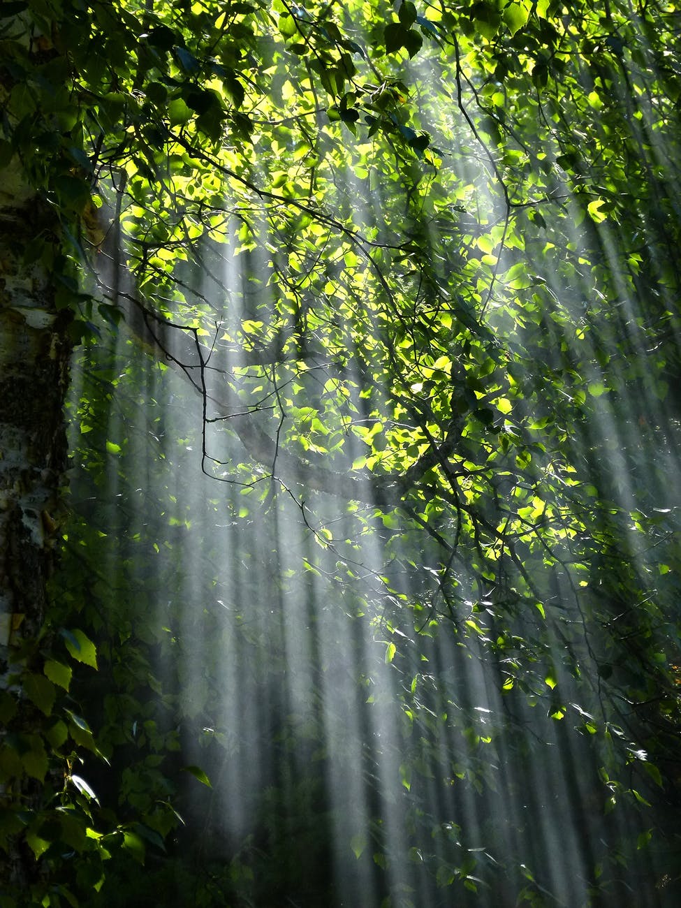 Spirit Chronicles: The Awakening