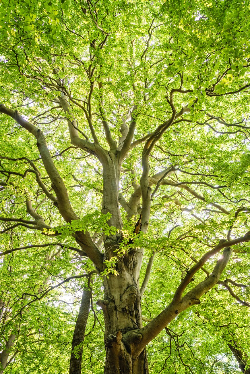 Tree of Life