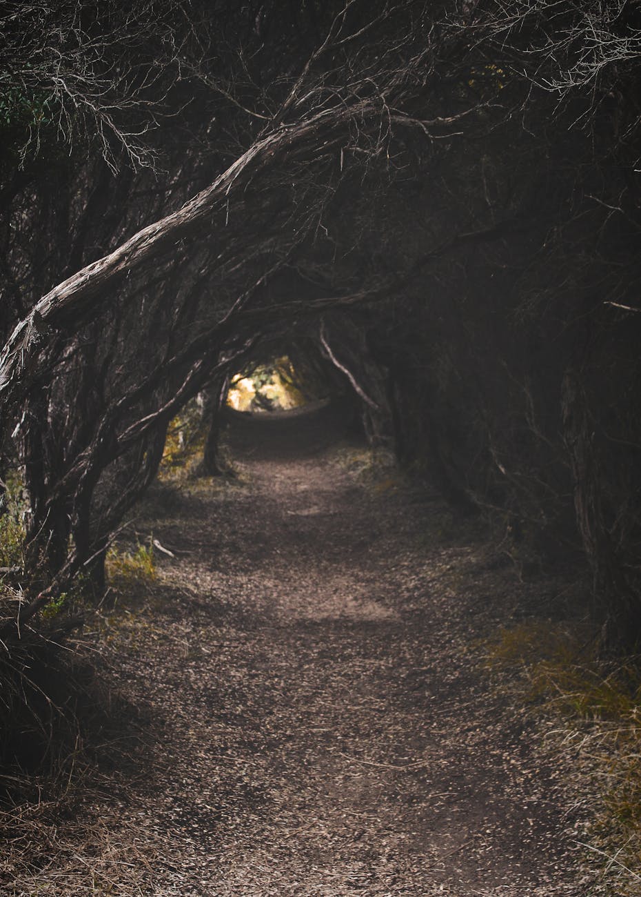 The Whispering Pines of Black Hollow